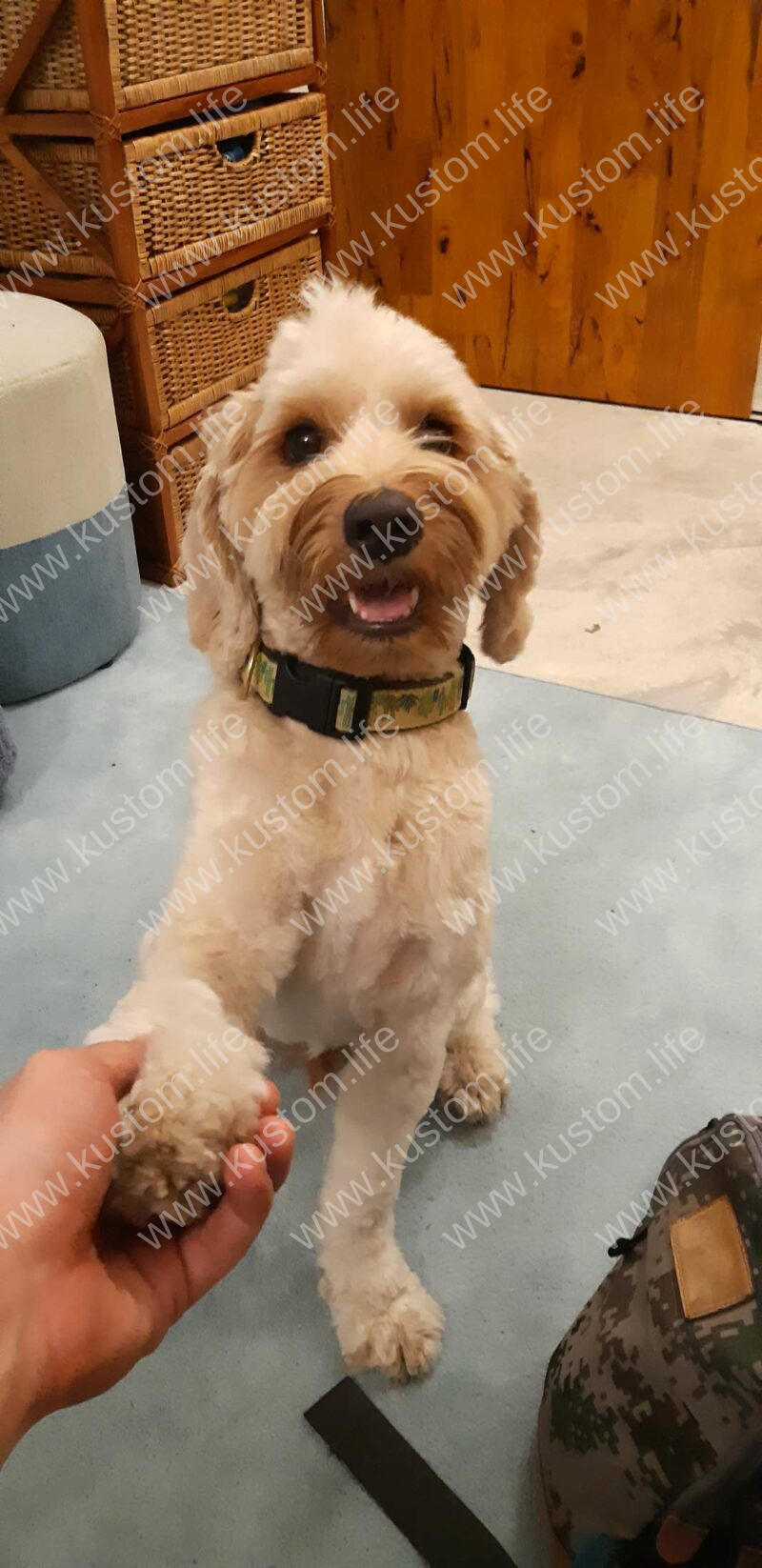 handsome labradoodle gives 5