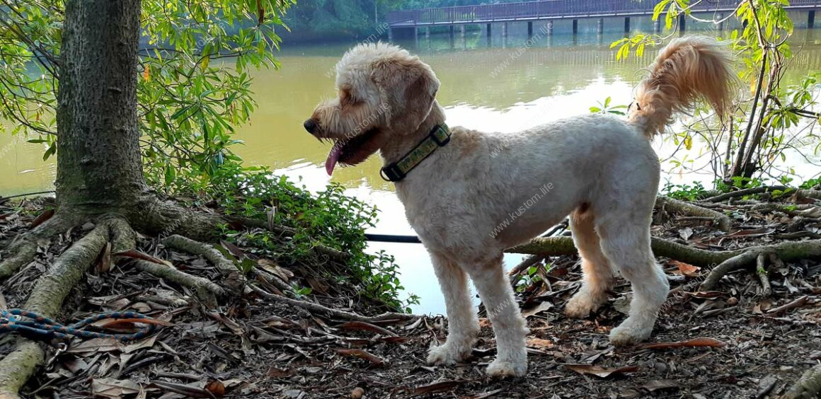 handsome, labradoodle, lake, see