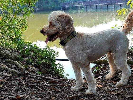 handsome, labradoodle, lake, see