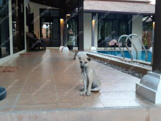 little soi dog puppy skinny and weak sitting beside swimming pool at a luxurious thai bali style villa