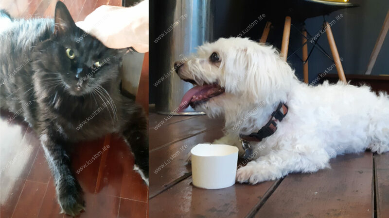 House Sitting in Bangkok with Lola & Lucy Lu