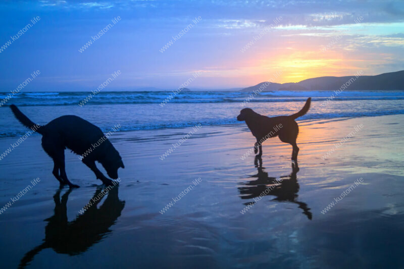 2 Hunde rennen und spiele am Strand