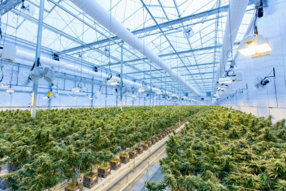 juicy fields greenpaper