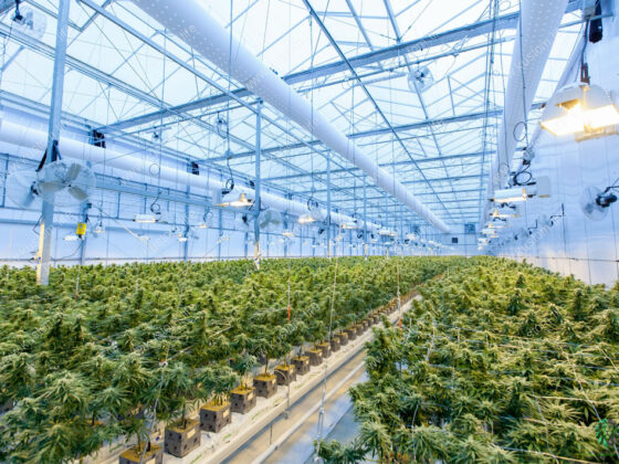 juicy fields greenpaper