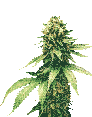 Juicy Fields Greenpaper
