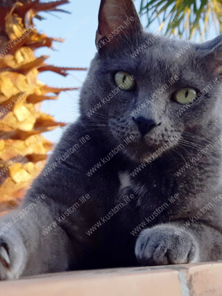 spikey, grey cat, palm trees, cote azur, house-sit,