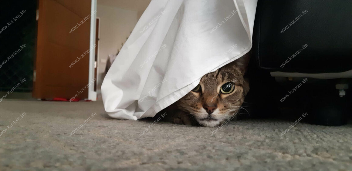 Samuel L. a bit shy
