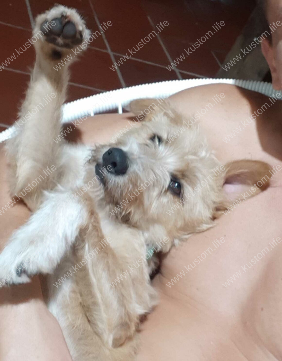 Chausette, Housesitting, Tiersitting, Paraguay