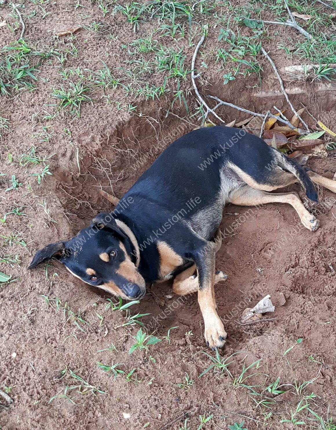 Housesitting, Tiersitting, Hundesitting in Paraguay. Die hübsche Cleo liegt auch mal gerne im kühlen Erdloch ;)